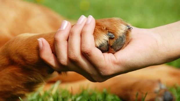 Dog paw and hand shaking